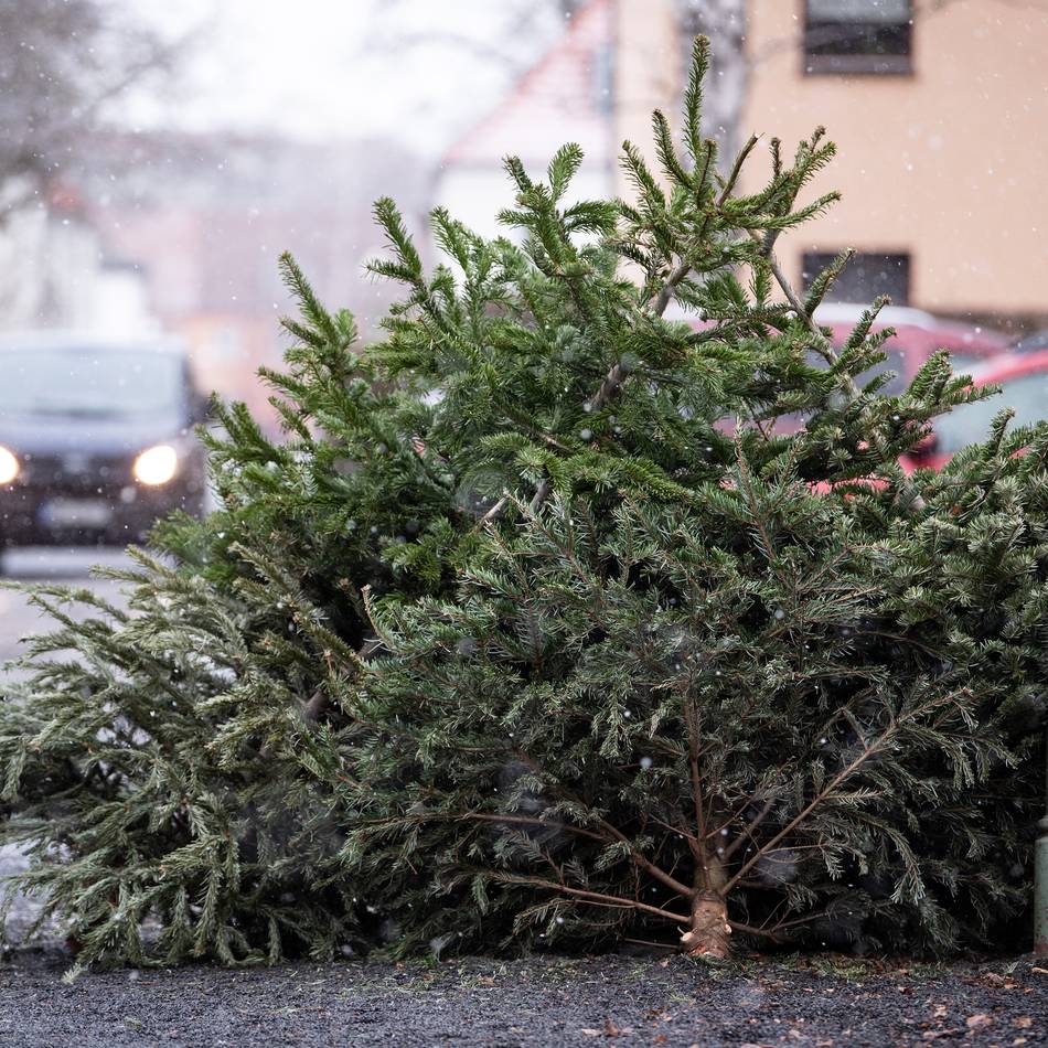 Sammelaktion: Wann die Tannenbäume in Meerbusch abgeholt werden