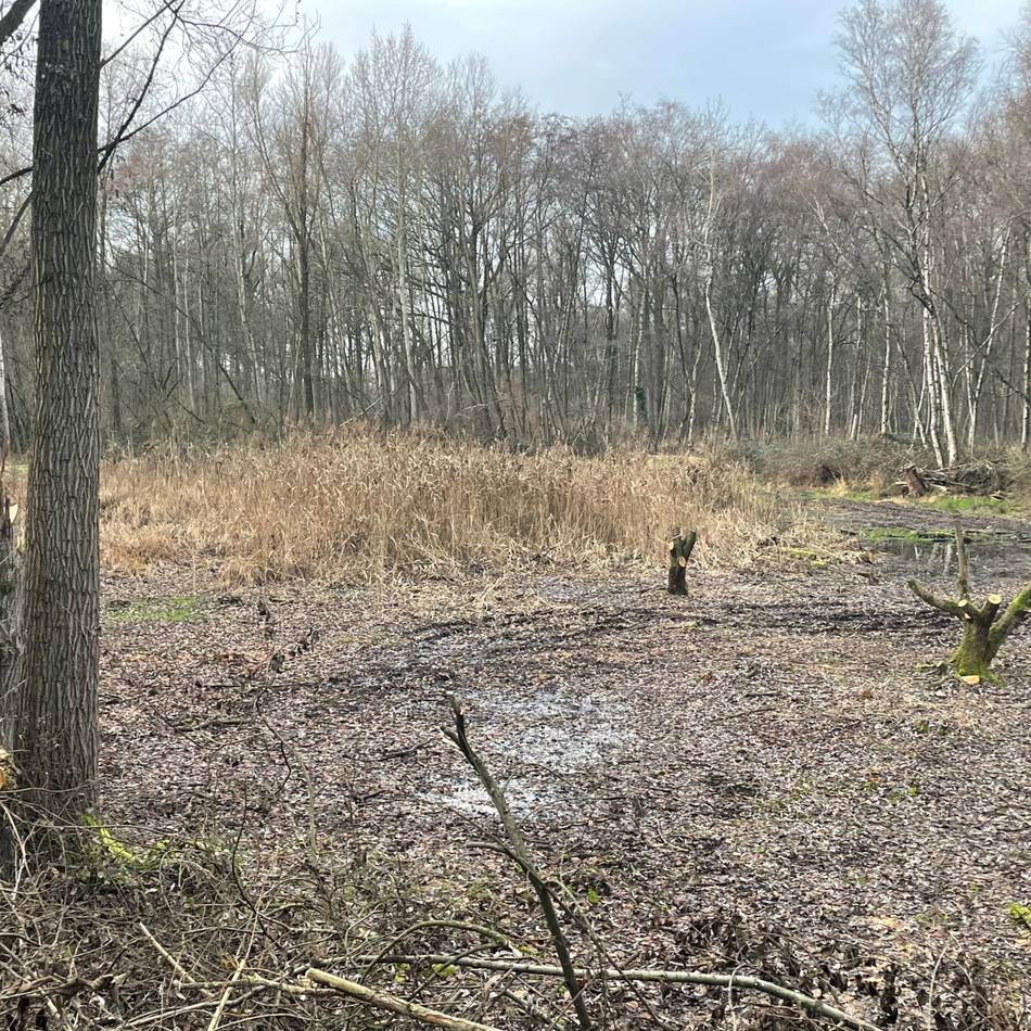 Further Moor in Langenfeld: Offenland Stiftung sorgt für ein Übergangsmoor am Further Weg